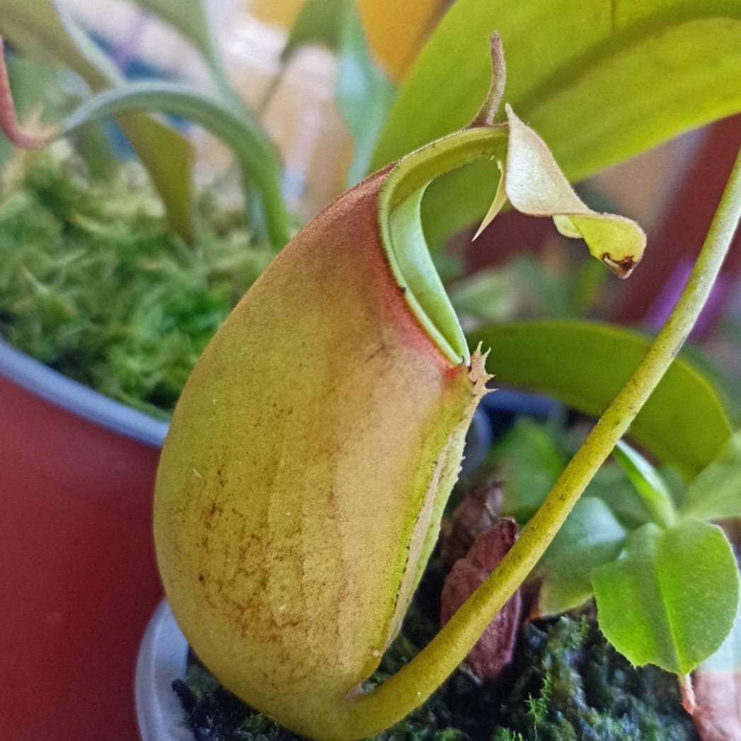 Nephentes Bicalcarata