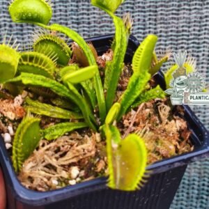 Dionaea muscipula ‘Schuppenstiel II’