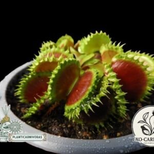Dionaea muscipula ‘Colmillo Andino’