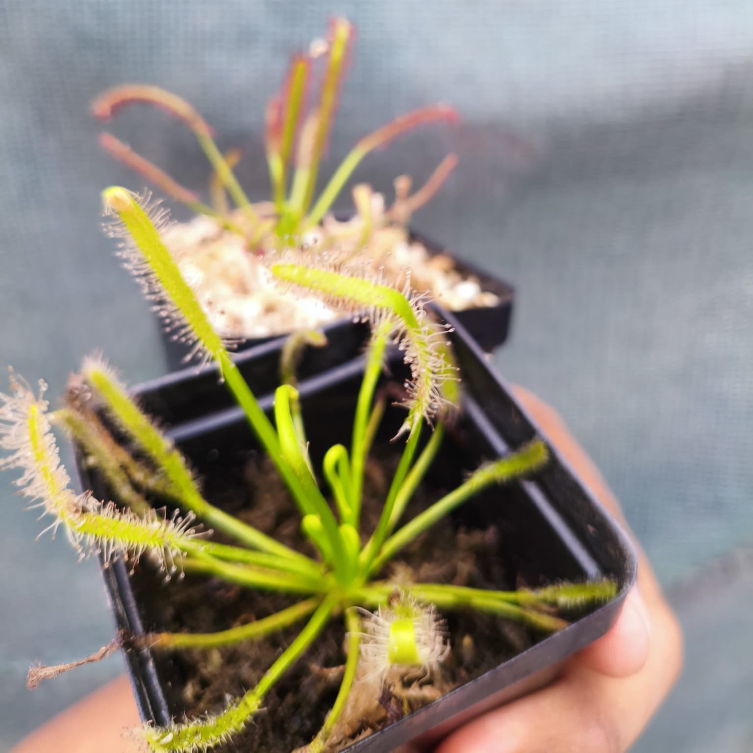 Drosera Capensis var. Alba