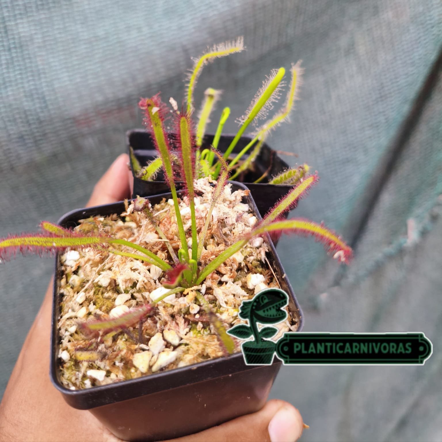Drosera Capensis Típica