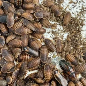 Cucarachas Blaptica Dubia – Alimento Vivo para Plantas Carnívoras y Exóticos (100 u)