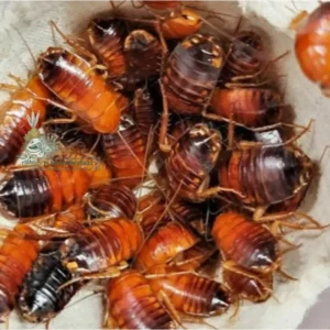 Cucarachas Red Runner (100 Unidades) – Alimento Vivo para Carnívoras
