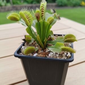 Dionaea Muscipula Típica (Venus atrapamoscas)