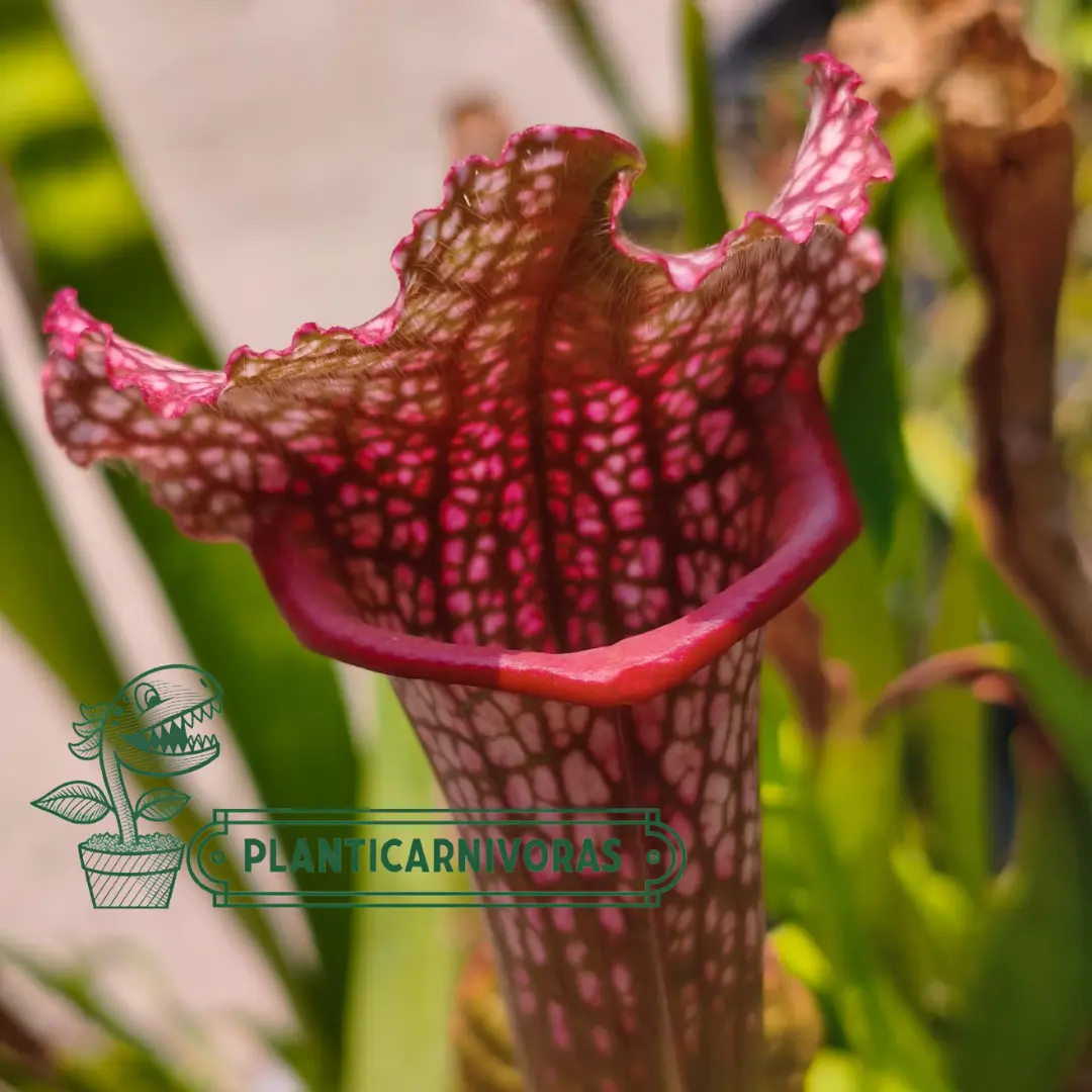 Sarracenia Juthatip Soper - Planta Carnívora de Colección Planticarnivoras