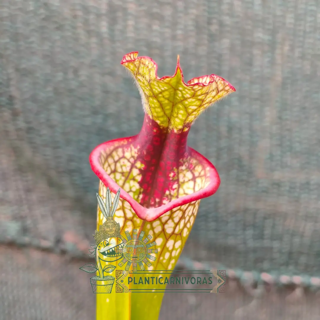 Sarracenia Lunchbox - Planta Carnívora de Colección Planticarnivoras Perú